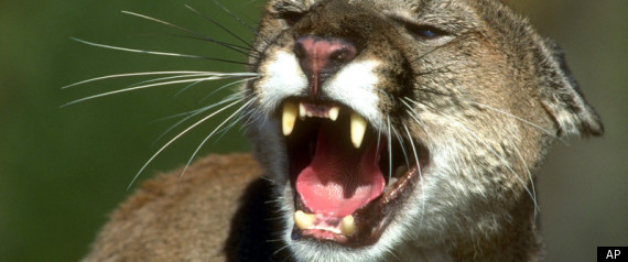 Dan Richards Cougar