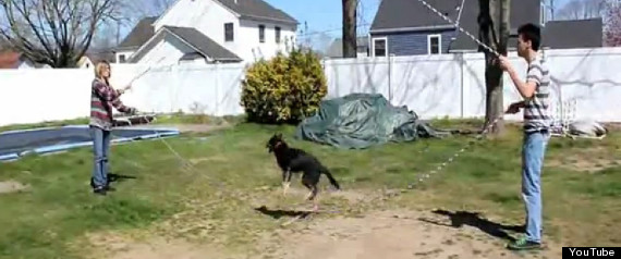Skipping Dog