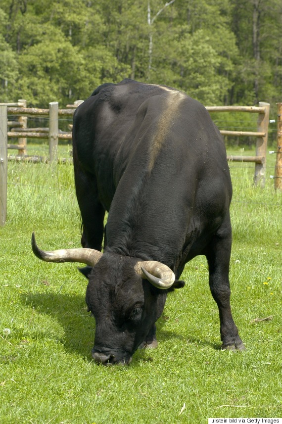 aurochs