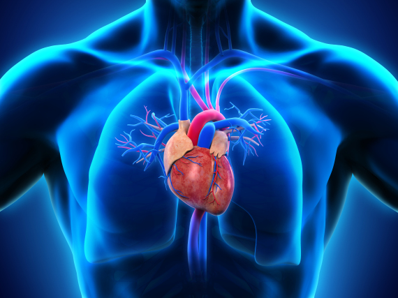 heart lungs