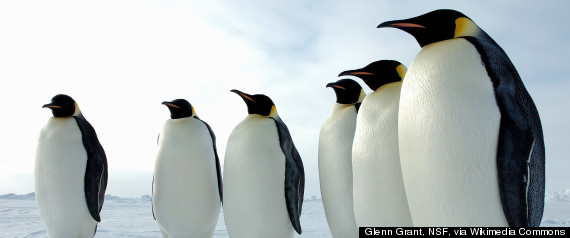 Emperor Penguins