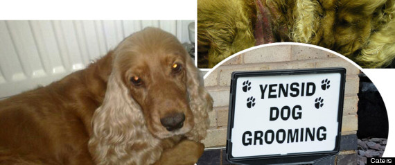Dog Death Spaniel Yensid Dog Grooming