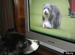 Dog Tv