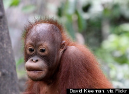 Apes' Cozy Nests Yield Clues About Human Evolution