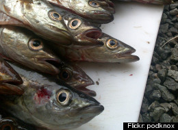 California Contaminated Fish