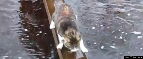 Cat Vs Wet Bridge
