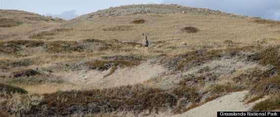 Grasslands National Park