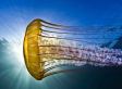 S-floridajellyfish-small