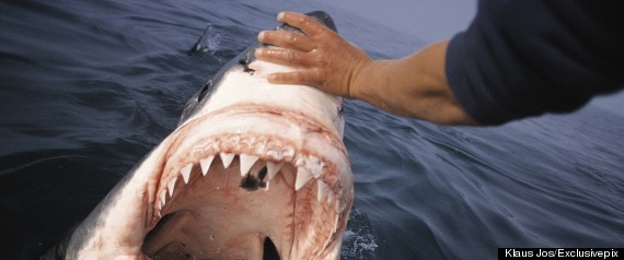 Shark Attack
