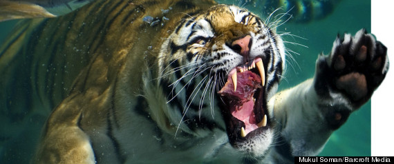Tiger Diving Zoo Underwater Stunning