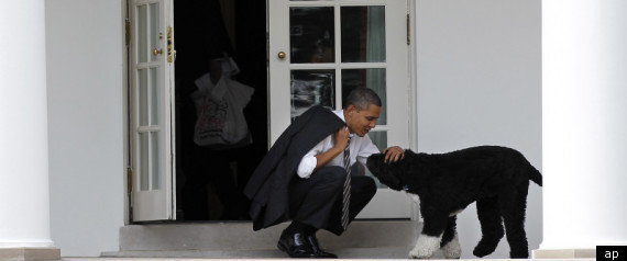 Obama Dog Mitt Romney