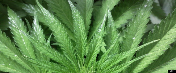 Marijuana