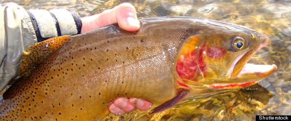 Vale Mining Raise Fish Underground