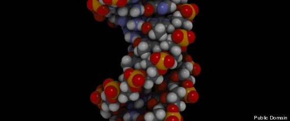 Bdna