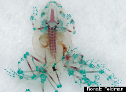 Mutant Frogs, Cleared And Stained 