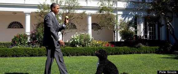 Obama Bo