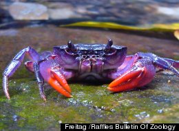 LOOK: Extraordinary Purple Crabs Found On Imperiled Island