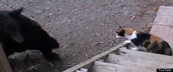 Cat Fights Bear