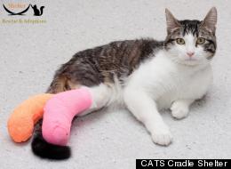 Corky Corkscrew Surgery Cat Kitten
