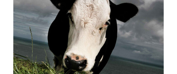 Mad Cow Disease California