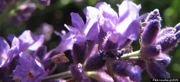 Natural Remedies 5 Health Benefits Of Lavender 2308