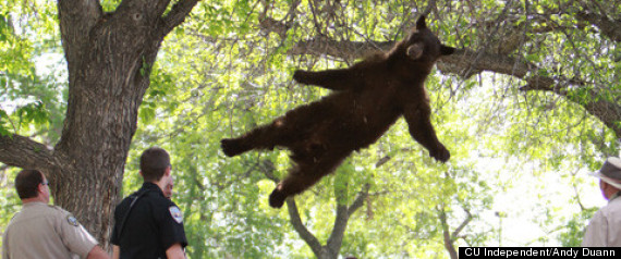 Bear Falling