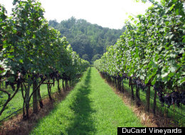 Vine: The Digital Equivalent of Hanging a Mirror Over a Urinal