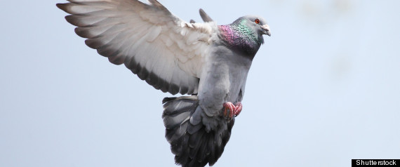 Pigeon Flying