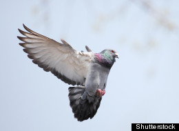 Pigeon Study Unlocks Secret Of Birds' Amazing Homing Skills