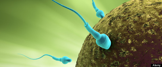 Sperm Ruling Bc Frozen