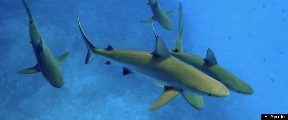 Grayreefsharks120427
