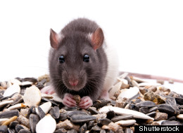 Rodent Study Yields Surprise About 'Success' Of Rats, Mice