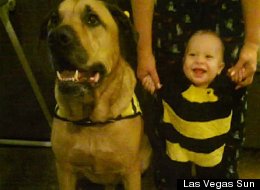 Baby Killed By Dog On His First Birthday (GRAPHIC DESCRIPTION)