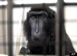 Ohio Officials To Return Exotic Animals To Widow