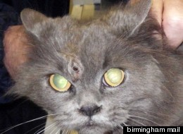 Is This The Toughest Cat In The UK?
