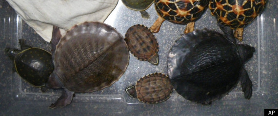 Atsushi Yamagami Turtle