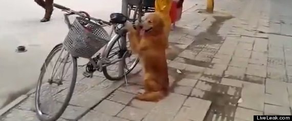 Dog Guards Bike