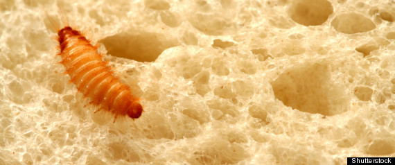 SHUTTERSTOCK_9653023