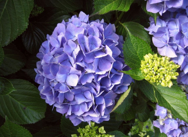  Plant Of The Week: How To Care For Hydrangeas In Your Spring Garden