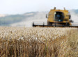 GM Crops Experiment At Rothamsted Is An 'Act Of Terrorism' Protest Group Say