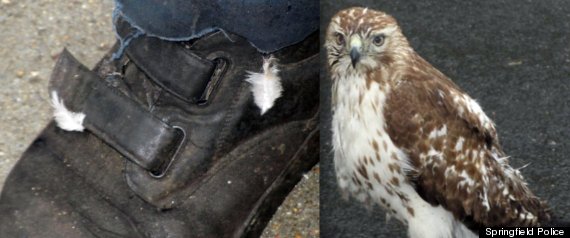 Hawkstomp