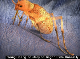 Prehistoric, Dinosaur-Biting Fleas Were HOW Big?