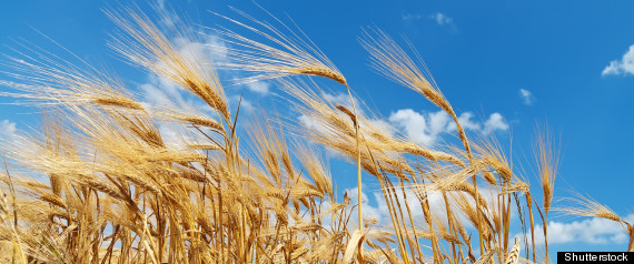Wheat Field