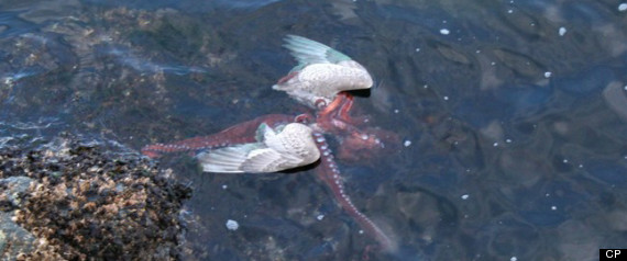 Octopus Eats Seagull