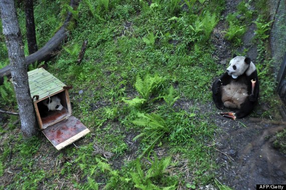 wolong national nature panda