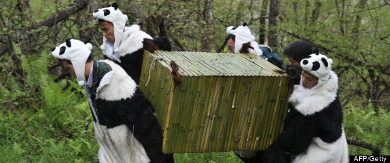 Pandas