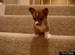 Puppies vs. Stairs: Facing Off For The First Time