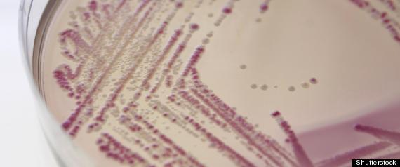 E Coli Outbreak