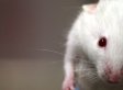 S-lab_mouse_mg_3135-small