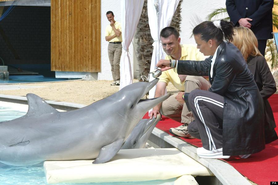 dolphins